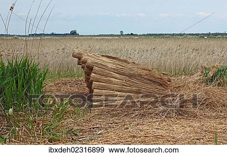"Bundled reeds, Burgenland, Austria, Europe" View Large Photo Image Stock Photo - "Bundled reeds, Burgenland, Austria, Europe". Fotosearch