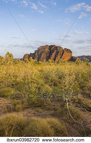 "Bungle Bungles, beehive-shaped sandstone towers, Purnululu National Park, UNESCO World Heritage Site, Eastern Kimberleys, Western Australia" View Large Photo Image Stock Image - "Bungle Bungles, beehive-shaped sandstone towers, Purnululu National Park, UNESCO World Heritage Site, Eastern Kimberleys, Western Australia". Fotosearch