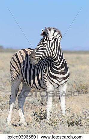 "Burchell's Zebra (Equus burchelli), standing, Etosha National Park, Namibia, Africa" View Large Photo Image Stock Image - "Burchell's Zebra (Equus burchelli), standing, Etosha National Park, Namibia, Africa". Fotosearch