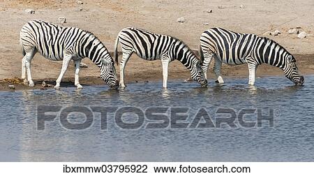 Stock Image - "Burchell's zebra (Equus burchellii) at Chudob waterhole, Etosha National Park, Namibia, Africa". Fotosearch