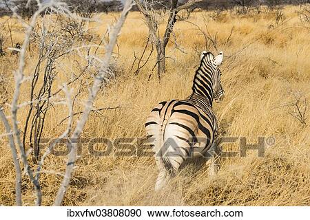 "Burchell's Zebra (Equus burchellii) in the dry grass, from behind, Etosha National Park, Namibia, Africa" View Large Photo Image Stock Image - "Burchell's Zebra (Equus burchellii) in the dry grass, from behind, Etosha National Park, Namibia, Africa". Fotosearch