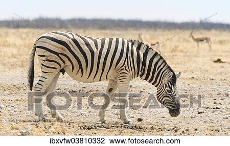 "Burchell's Zebra (Equus burchellii) in the dry steppe, Etosha National Park, Namibia, Africa" View Large Photo Image Stock Image - "Burchell's Zebra (Equus burchellii) in the dry steppe, Etosha National Park, Namibia, Africa". Fotosearch