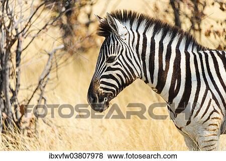 "Burchell's Zebra (Equus burchellii) in the dry grass, Etosha National Park, Namibia, Africa" View Large Photo Image Stock Photo - "Burchell's Zebra (Equus burchellii) in the dry grass, Etosha National Park, Namibia, Africa". Fotosearch