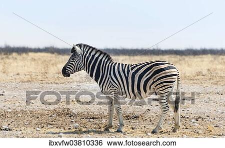 "Burchell's Zebra (Equus burchellii) in the dry steppe, Etosha National Park, Namibia, Africa" View Large Photo Image Stock Photograph - "Burchell's Zebra (Equus burchellii) in the dry steppe, Etosha National Park, Namibia, Africa". Fotosearch