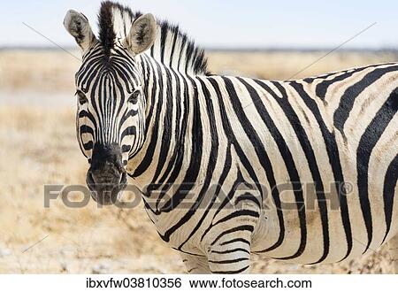 "Burchell's Zebra (Equus burchellii) in the dry steppe, Etosha National Park, Namibia, Africa" View Large Photo Image Stock Photograph - "Burchell's Zebra (Equus burchellii) in the dry steppe, Etosha National Park, Namibia, Africa". Fotosearch