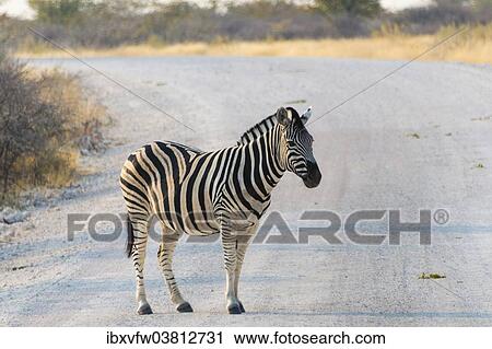 "Burchell's Zebra (Equus burchellii) on a road, Etosha National Park, Namibia, Africa" View Large Photo Image Stock Image - "Burchell's Zebra (Equus burchellii) on a road, Etosha National Park, Namibia, Africa". Fotosearch