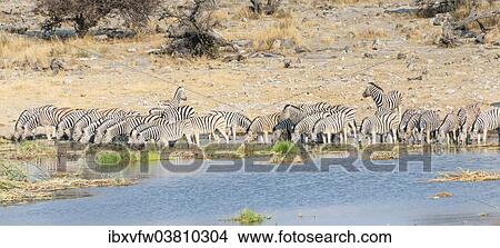 "Burchell's Zebra (Equus burchellii), herd drinking at the Homob waterhole, Etosha National Park, Namibia, Africa" View Large Photo Image Picture - "Burchell's Zebra (Equus burchellii), herd drinking at the Homob waterhole, Etosha National Park, Namibia, Africa". Fotosearch
