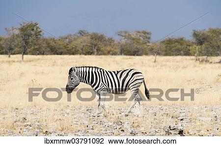"Burchell's Zebra (Equus burchellii), Etosha National Park, Namibia, Africa" View Large Photo Image Stock Image - "Burchell's Zebra (Equus burchellii), Etosha National Park, Namibia, Africa". Fotosearch