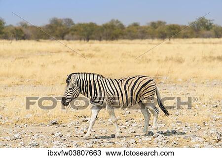 Stock Image - "Burchell's Zebra (Equus burchellii) walking through dry steppe, Etosha National Park, Namibia, Africa". Fotosearch