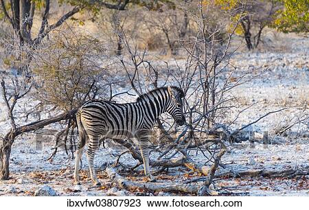 "Burchell's Zebra (Equus burchellii) young in bushland, Etosha National Park, Namibia, Africa" View Large Photo Image Stock Image - "Burchell's Zebra (Equus burchellii) young in bushland, Etosha National Park, Namibia, Africa". Fotosearch