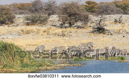 "Burchell's Zebra (Equus burchellii), herd drinking at the Homob waterhole, Etosha National Park, Namibia, Africa" View Large Photo Image Stock Image - "Burchell's Zebra (Equus burchellii), herd drinking at the Homob waterhole, Etosha National Park, Namibia, Africa". Fotosearch