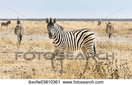 "Burchell's Zebra (Equus burchellii), foal walking through grassland, Etosha National Park, Namibia, Africa" View Large Photo Image Stock Image - "Burchell's Zebra (Equus burchellii), foal walking through grassland, Etosha National Park, Namibia, Africa". Fotosearch