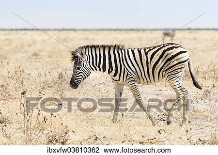 "Burchell's Zebra (Equus burchellii), foal walking through grassland, Etosha National Park, Namibia, Africa" View Large Photo Image Stock Image - "Burchell's Zebra (Equus burchellii), foal walking through grassland, Etosha National Park, Namibia, Africa". Fotosearch
