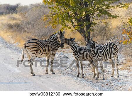 "Burchell's Zebra (Equus burchellii), adult with two foals are the dirt road, Etosha National Park, Namibia, Africa" View Large Photo Image Stock Image - "Burchell's Zebra (Equus burchellii), adult with two foals are the dirt road, Etosha National Park, Namibia, Africa". Fotosearch