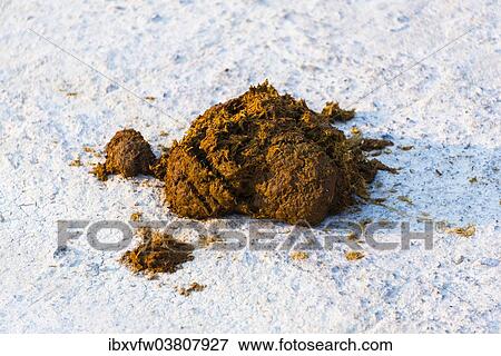 Stock Photo - "Burchell's Zebra (Equus burchellii), dung, Etosha National Park, Namibia, Africa". Fotosearch