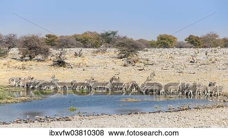 "Burchell's Zebra (Equus burchellii), herd drinking at the Homob waterhole, Etosha National Park, Namibia, Africa" View Large Photo Image Stock Photo - "Burchell's Zebra (Equus burchellii), herd drinking at the Homob waterhole, Etosha National Park, Namibia, Africa". Fotosearch