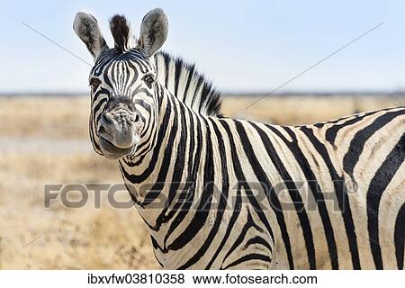 "Burchell's Zebra (Equus burchellii), contorting its mouth, in the dry steppe, Etosha National Park, Namibia, Africa" View Large Photo Image Stock Photo - "Burchell's Zebra (Equus burchellii), contorting its mouth, in the dry steppe, Etosha National Park, Namibia, Africa". Fotosearch