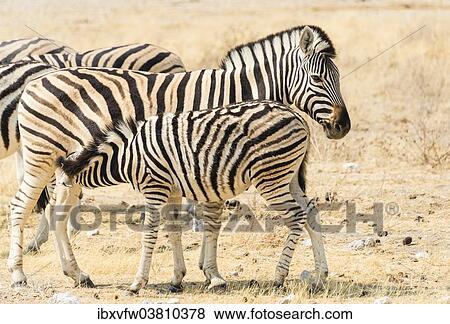 Stock Photo - "Burchell's Zebra (Equus burchellii), foal suckling, Etosha National Park, Namibia, Africa". Fotosearch