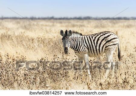 "Burchell's Zebra (Equus burchellii), foal walking through grassland, Etosha National Park, Namibia, Africa" View Large Photo Image Stock Photo - "Burchell's Zebra (Equus burchellii), foal walking through grassland, Etosha National Park, Namibia, Africa". Fotosearch