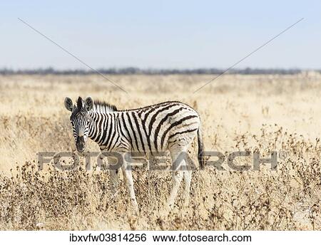 "Burchell's Zebra (Equus burchellii), foal walking through grassland, Etosha National Park, Namibia, Africa" View Large Photo Image Stock Photograph - "Burchell's Zebra (Equus burchellii), foal walking through grassland, Etosha National Park, Namibia, Africa". Fotosearch