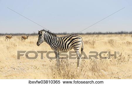 "Burchell's Zebra (Equus burchellii), foal in the dry grassland, Etosha National Park, Namibia, Africa" View Large Photo Image Stock Photography - "Burchell's Zebra (Equus burchellii), foal in the dry grassland, Etosha National Park, Namibia, Africa". Fotosearch