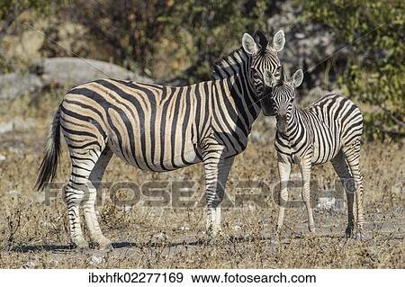 Stock Photo - "Burchell's zebra (Equus quagga) and foal, Etosha National Park, Namibia, Africa". Fotosearch