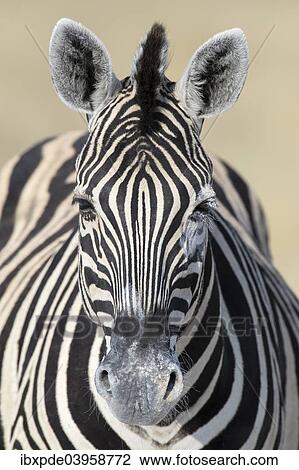 Stock Image - "Burchell's Zebra (Equus quagga burchellii), Etosha National Park, Namibia, Africa". Fotosearch