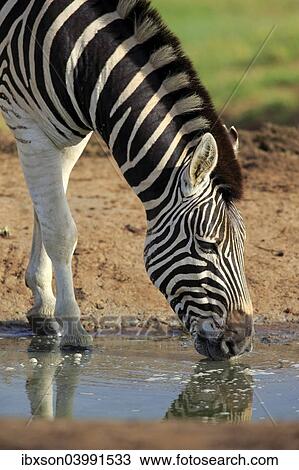 "Burchell's Zebra (Equus quagga burchelli), adult at the water, drinking, Addo Elephant National Park, Eastern Cape, South Africa, Africa" View Large Photo Image Stock Image - "Burchell's Zebra (Equus quagga burchelli), adult at the water, drinking, Addo Elephant National Park, Eastern Cape, South Africa, Africa". Fotosearch