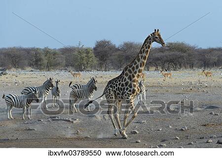 "Burchell's Zebra (Equus quagga burchellii) and a Giraffe (Giraffa camelopardis), Etosha National Park, Namibia, Africa" View Large Photo Image Stock Image - "Burchell's Zebra (Equus quagga burchellii) and a Giraffe (Giraffa camelopardis), Etosha National Park, Namibia, Africa". Fotosearch