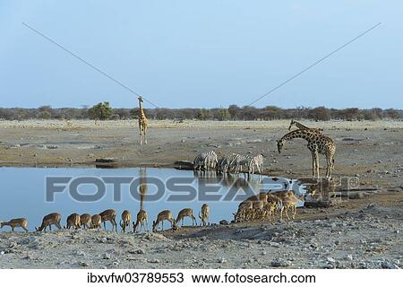 "Burchell's Zebra (Equus quagga burchellii), Giraffes (Giraffa camelopardis) Blacked-faced Impalas (Aepyceros melampus petersi) drinking at the Chudop waterhole, Etosha National Park, Namibia, Africa" View Large Photo Image Stock Image - "Burchell's Zebra (Equus quagga burchellii), Giraffes (Giraffa camelopardis) Blacked-faced Impalas (Aepyceros melampus petersi) drinking at the Chudop waterhole, Etosha National Park, Namibia, Africa". Fotosearch