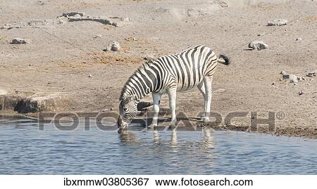 "Burchell's Zebra (Equus quagga burchelli), Chudop waterhole, Etosha National Park, Namibia, Africa" View Large Photo Image Stock Photo - "Burchell's Zebra (Equus quagga burchelli), Chudop waterhole, Etosha National Park, Namibia, Africa". Fotosearch
