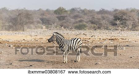 Stock Photo - "Burchell's Zebra (Equus quagga burchellii), Etosha National Park, Namibia, Africa". Fotosearch