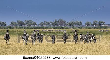 "Burchell's Zebra (Equus quagga), Savuti area, Chobe National Park, Botswana, Africa" View Large Photo Image Stock Photo - "Burchell's Zebra (Equus quagga), Savuti area, Chobe National Park, Botswana, Africa". Fotosearch
