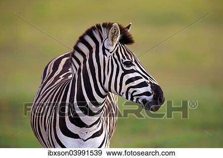 Stock Photo - "Burchell's Zebra (Equus quagga burchelli), adult, Addo Elephant National Park, Eastern Cape, South Africa, Africa". Fotosearch
