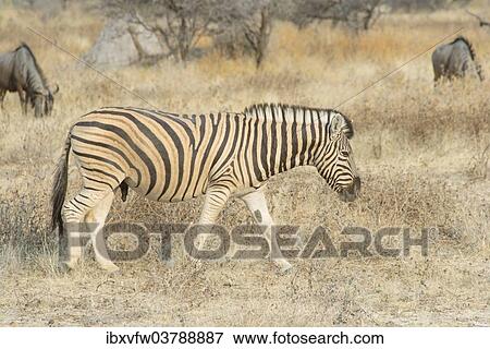 "Burchell's Zebra (Equus quagga burchellii) and Blue Wildebeest (Connochaetes taurinus), Etosha National Park, Namibia, Africa" View Large Photo Image Stock Photo - "Burchell's Zebra (Equus quagga burchellii) and Blue Wildebeest (Connochaetes taurinus), Etosha National Park, Namibia, Africa". Fotosearch