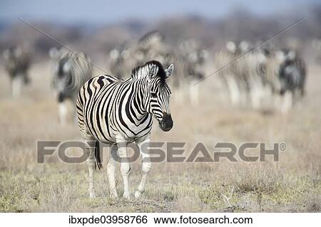 "Burchell""""s Zebra (Equus quagga burchellii), adult male walking in grassland with herd of zebras behind, Etosha National Park, Namibia, Africa" View Large Photo Image Stock Photograph - "Burchell""""s Zebra (Equus quagga burchellii), adult male walking in grassland with herd of zebras behind, Etosha National Park, Namibia, Africa". Fotosearch