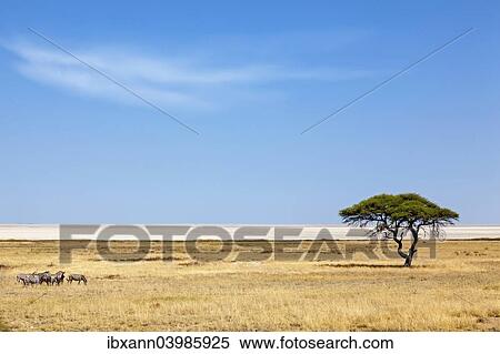 "Burchell's zebra (Equus quagga burchelli) group in front of the Etosha Pan, Etosha National Park, Namibia, Africa" View Large Photo Image Stock Photography - "Burchell's zebra (Equus quagga burchelli) group in front of the Etosha Pan, Etosha National Park, Namibia, Africa". Fotosearch