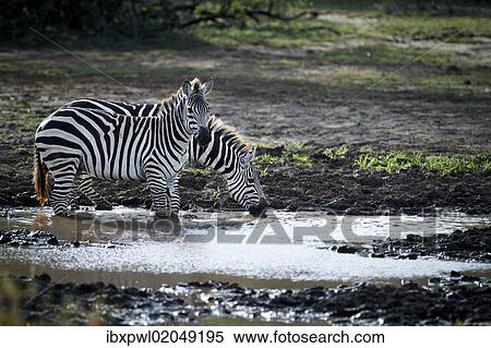 "Burchell's Zebra (Equus quagga), drinking from a waterhole, Lake Manyara National Park, Tanzania, Africa" View Large Photo Image Stock Photography - "Burchell's Zebra (Equus quagga), drinking from a waterhole, Lake Manyara National Park, Tanzania, Africa". Fotosearch