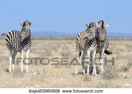 "Burchell's Zebra foals (Equus burchelli), standing in dry grass, Etosha National Park, Namibia, Africa" View Large Photo Image Stock Photo - "Burchell's Zebra foals (Equus burchelli), standing in dry grass, Etosha National Park, Namibia, Africa". Fotosearch