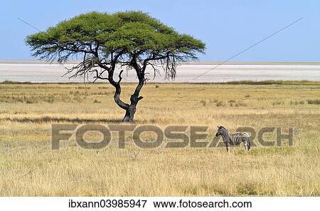 "Burchell's zebra in front of the Etosha Pan, Etosha National Park, Namibia, Africa" View Large Photo Image Stock Photo - "Burchell's zebra in front of the Etosha Pan, Etosha National Park, Namibia, Africa". Fotosearch