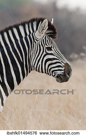 "Burchell's Zebra or Plains Zebra (Equus quagga), Hwange National Park, Zimbabwe, Africa" View Large Photo Image Stock Photograph - "Burchell's Zebra or Plains Zebra (Equus quagga), Hwange National Park, Zimbabwe, Africa". Fotosearch