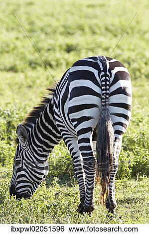 "Burchell's Zebra or Plains Zebra (Equus quagga), Ngorongoro Crater, Tanzania, Africa" View Large Photo Image Stock Photograph - "Burchell's Zebra or Plains Zebra (Equus quagga), Ngorongoro Crater, Tanzania, Africa". Fotosearch