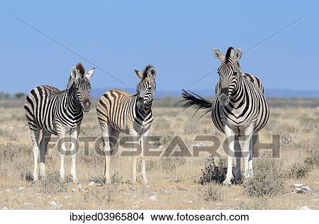 "Burchell's Zebras (Equus burchelli), adult and foals, Etosha National Park, Namibia, Africa" View Large Photo Image Picture - "Burchell's Zebras (Equus burchelli), adult and foals, Etosha National Park, Namibia, Africa". Fotosearch