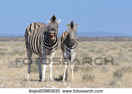 "Burchell's Zebras (Equus burchelli), adult, whinnying, and foal, Etosha National Park, Namibia, Africa" View Large Photo Image Stock Image - "Burchell's Zebras (Equus burchelli), adult, whinnying, and foal, Etosha National Park, Namibia, Africa". Fotosearch