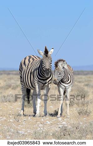 "Burchell's Zebras (Equus burchelli), adult and foal, Etosha National Park, Namibia, Africa" View Large Photo Image Stock Image - "Burchell's Zebras (Equus burchelli), adult and foal, Etosha National Park, Namibia, Africa". Fotosearch
