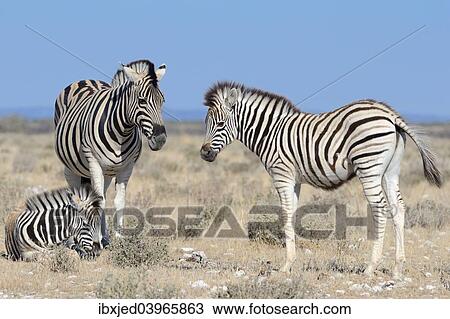 "Burchell's Zebras (Equus burchelli), adult and foals, Etosha National Park, Namibia, Africa" View Large Photo Image Stock Image - "Burchell's Zebras (Equus burchelli), adult and foals, Etosha National Park, Namibia, Africa". Fotosearch