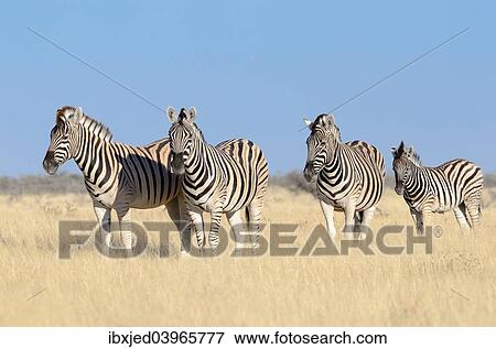 "Burchell's Zebras (Equus burchelli), adults and foal, standing in dry grass, Etosha National Park, Namibia, Africa" View Large Photo Image Stock Photo - "Burchell's Zebras (Equus burchelli), adults and foal, standing in dry grass, Etosha National Park, Namibia, Africa". Fotosearch