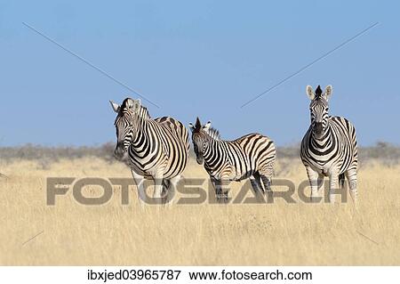 "Burchell's Zebras (Equus burchelli), adults and foal, standing in dry grass, Etosha National Park, Namibia, Africa" View Large Photo Image Stock Photo - "Burchell's Zebras (Equus burchelli), adults and foal, standing in dry grass, Etosha National Park, Namibia, Africa". Fotosearch