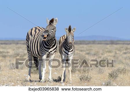 "Burchell's Zebras (Equus burchelli), adult, whinnying, and foal, Etosha National Park, Namibia, Africa" View Large Photo Image Stock Photo - "Burchell's Zebras (Equus burchelli), adult, whinnying, and foal, Etosha National Park, Namibia, Africa". Fotosearch