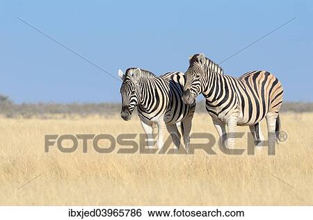 "Burchell's Zebras (Equus burchelli), standing in dry grass, Etosha National Park, Namibia, Africa" View Large Photo Image Stock Photograph - "Burchell's Zebras (Equus burchelli), standing in dry grass, Etosha National Park, Namibia, Africa". Fotosearch